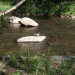 Nantahala River Lodge - Smoky Mountain Wildlife in the Nantahala River