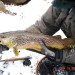 Nantahala River Lodge - Brook Trout from Nantahala River in Winter