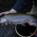 Nantahala River Lodge - Trout fishing for Rainbow, Brown & Brook Trout in the Nantahala River